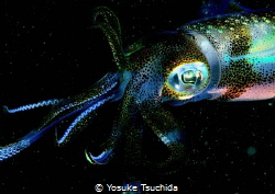 Attractive Big-fin Reef Squid/tested Pop and Vivid setting. by Yosuke Tsuchida 